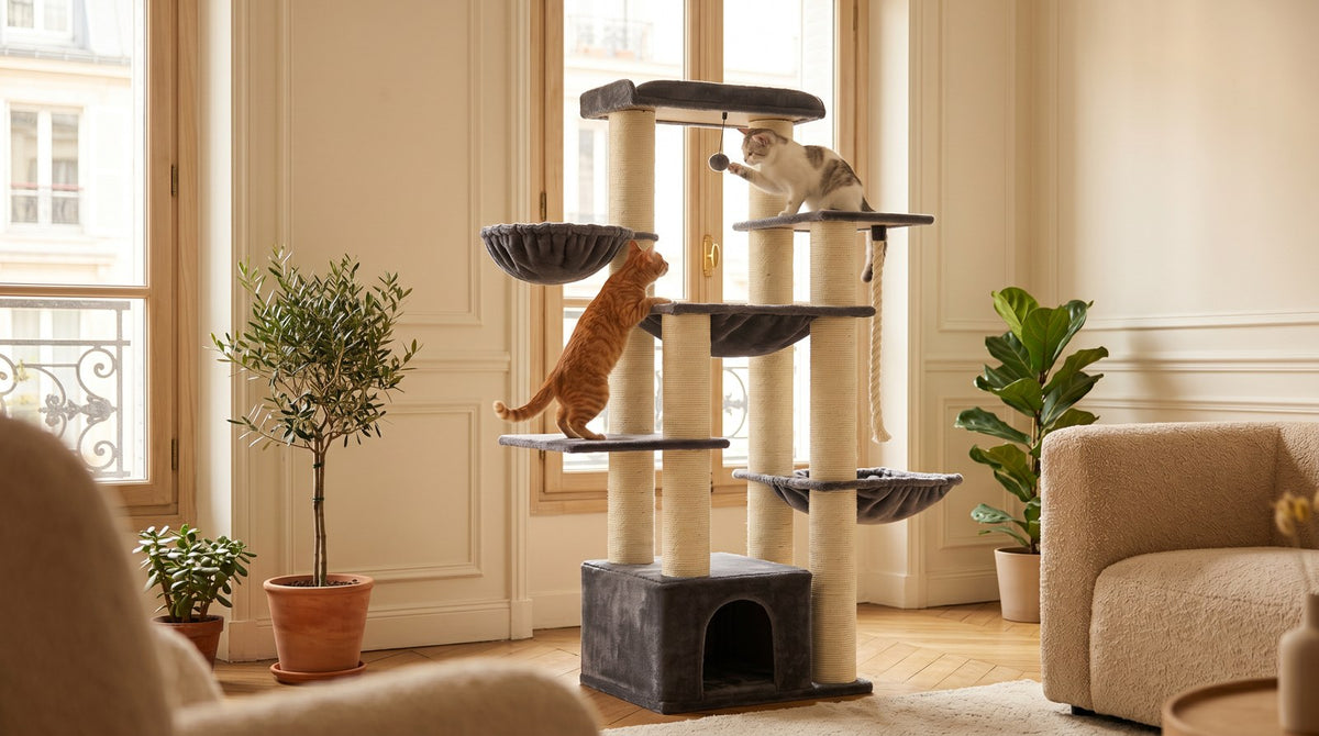 Arbre à chat Maine Coon gris en situation avec deux chats - Griffova